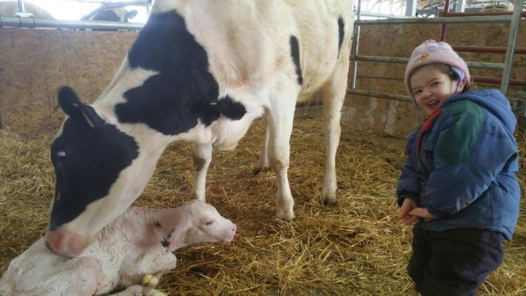 girl in hat and coat standing next to a new born Holstein calf and cow