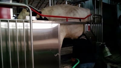 First cow in the milking robot