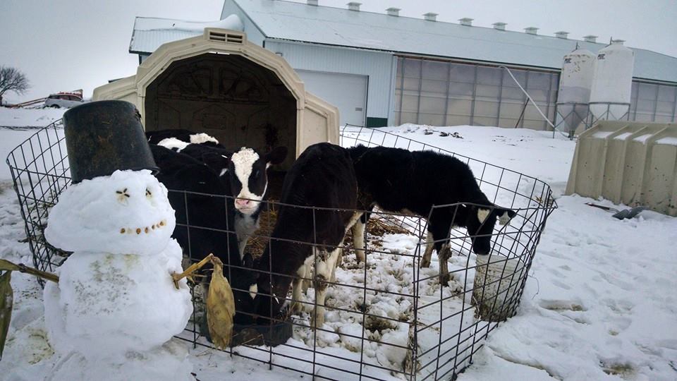 a group of Holstein calves outside in the winter in front of their shelter hut with a snowman standing in front