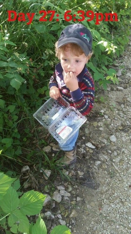 Eating Black Raspberries