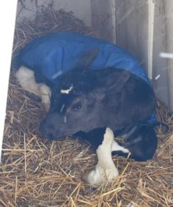 Holstein calf wearing a blue jacket laying on straw in an enclosed hut