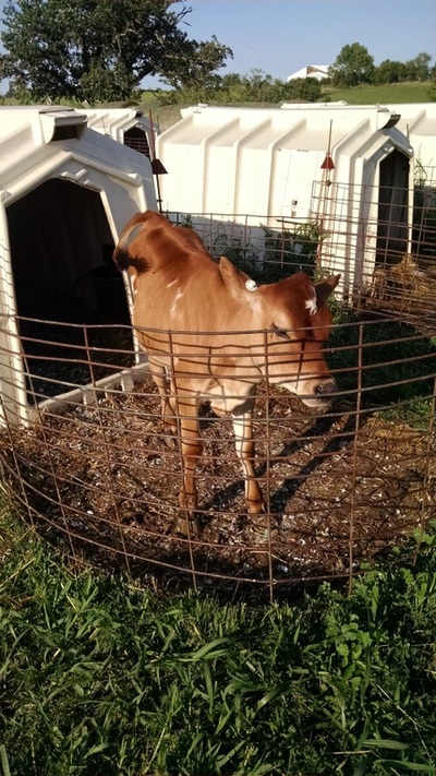 Guernsey Calf