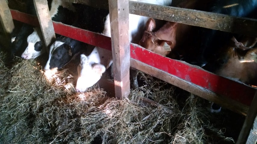 Calves Eating Hay