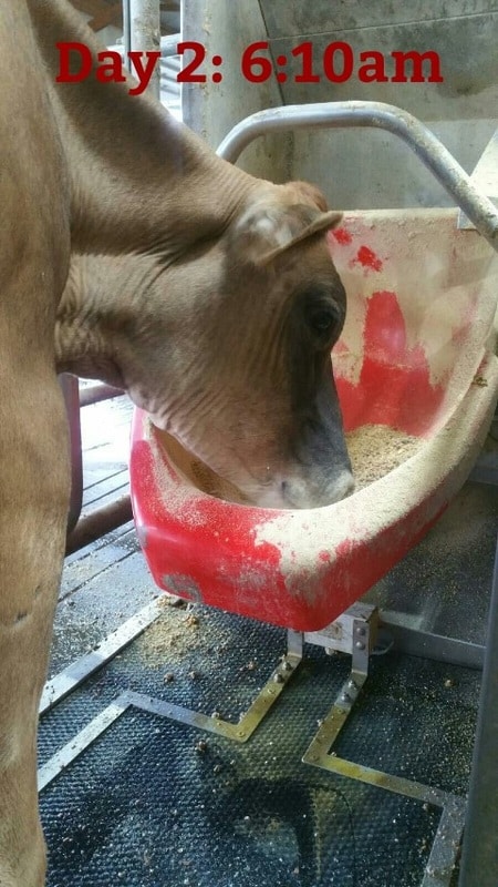 Cow Eating in Robot Stall