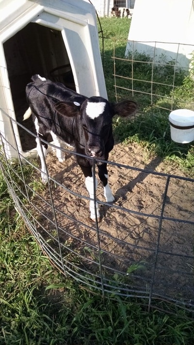 Holstein Calf