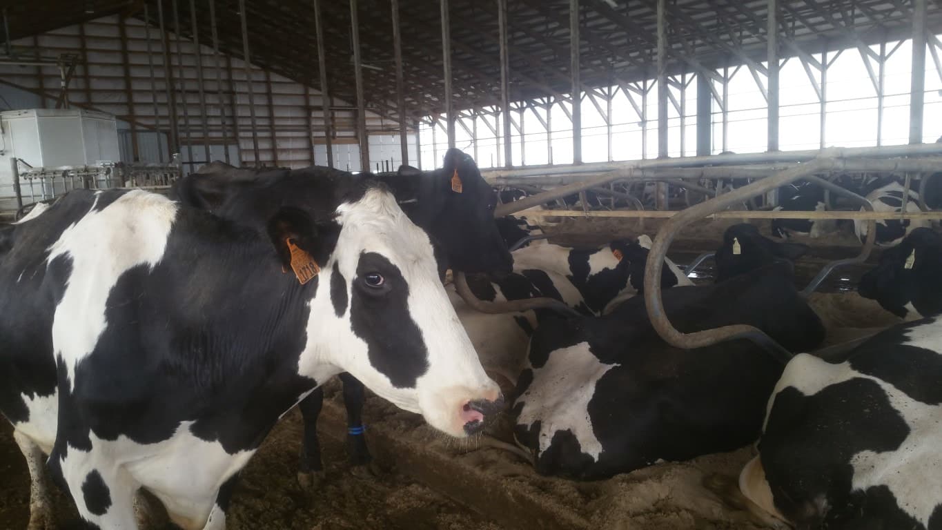 Cows in Dairy Barn