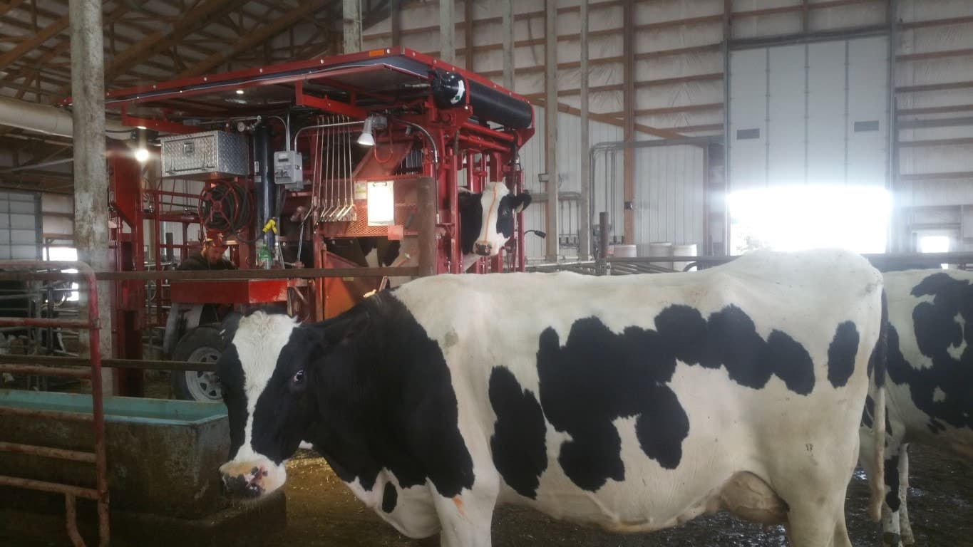 Cows getting their hooves trimmed