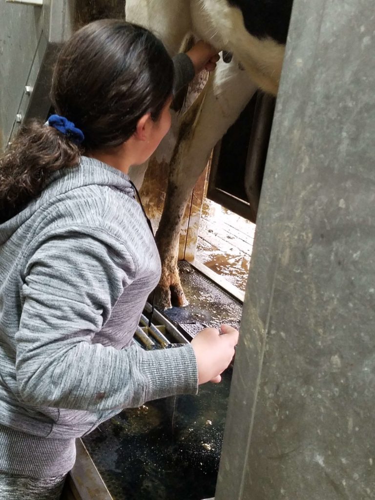 girl milking a cow