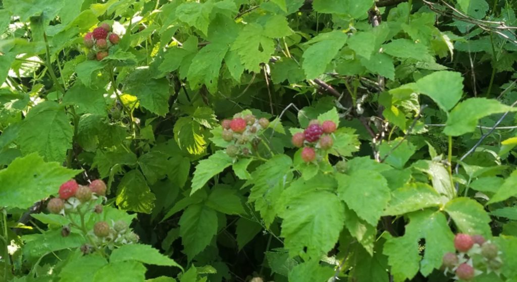 wild black raspberries on lush green plants