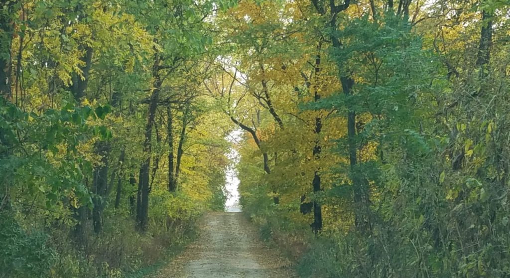 tree covered gravel lane