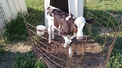 Holstein Calf