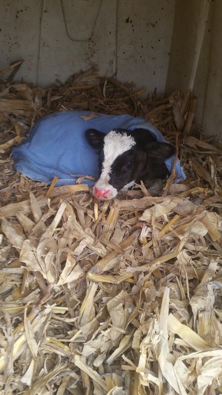 Calf in Corn Stalk Bedded Hut