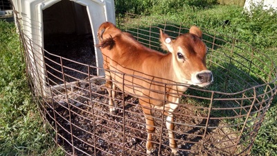 Jersey Calf