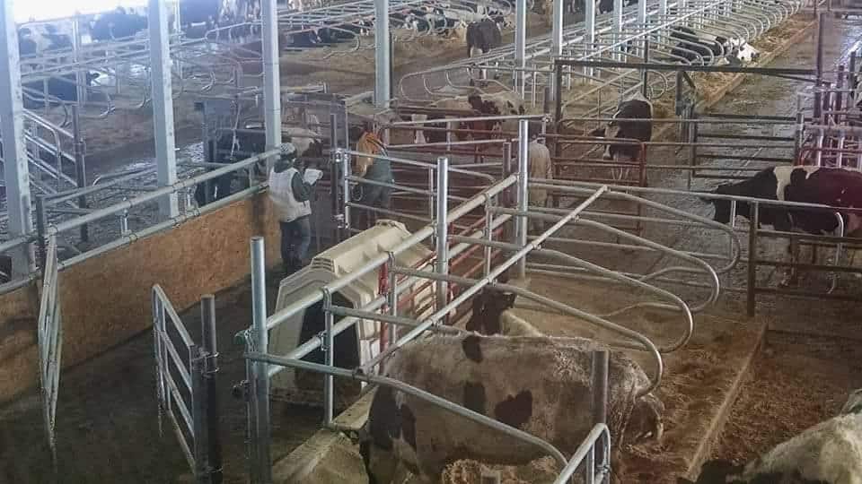 Veterinarian on a Dairy Farm 