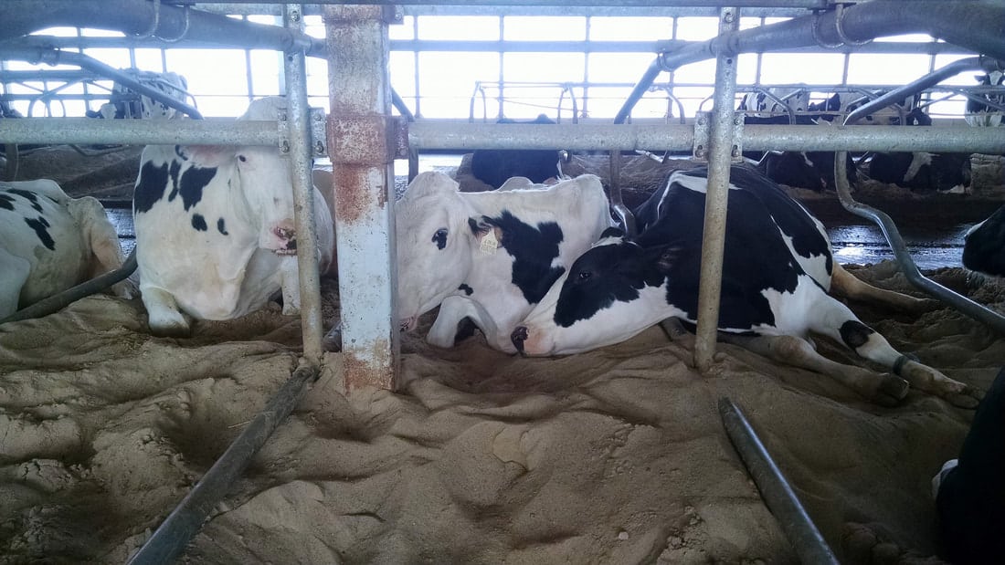 Cow Relaxing in Freestall Barn