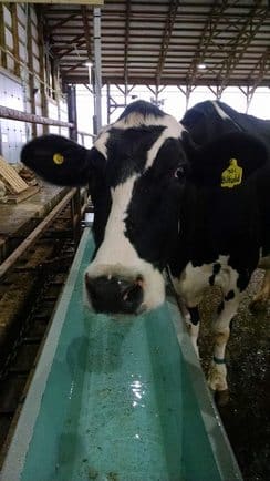 Cow with waterer