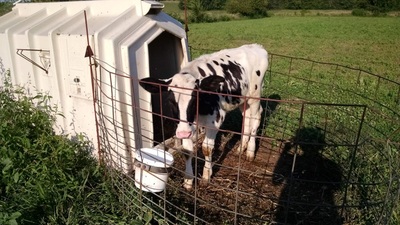 Holstein Calf