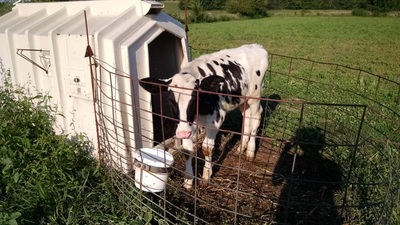 Holstein Calf