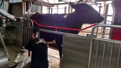 First cow to get milked