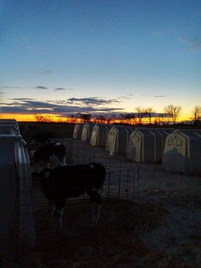 Calf Hut Sunrise