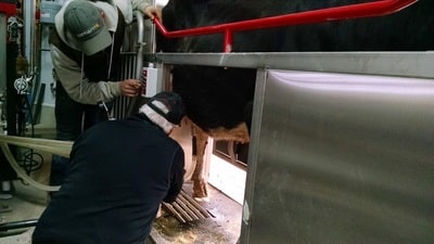 Grandpa Milking a Cow