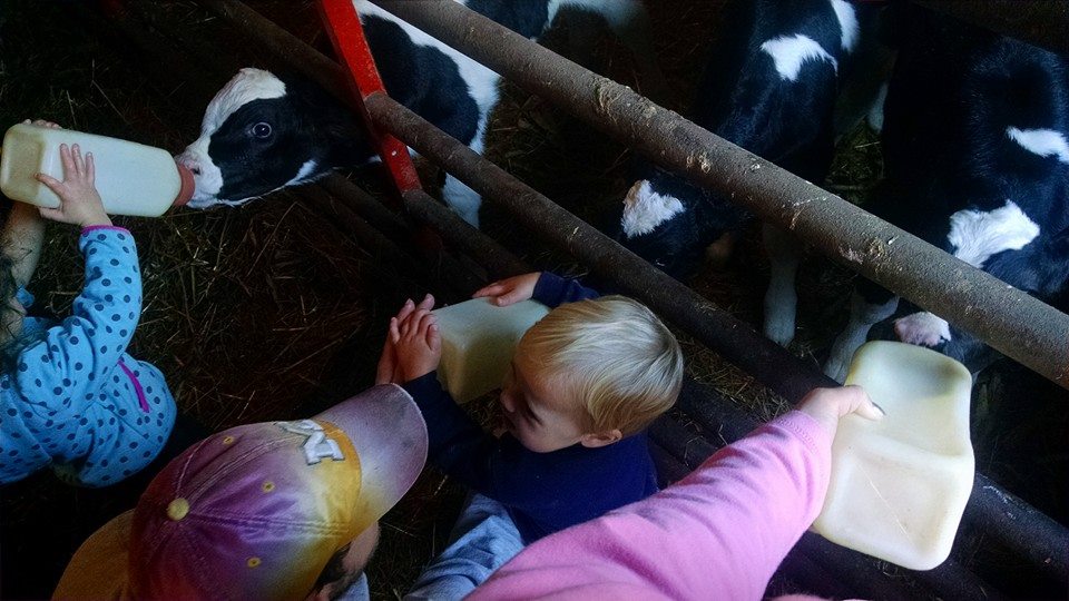 Feeding Bull Calves