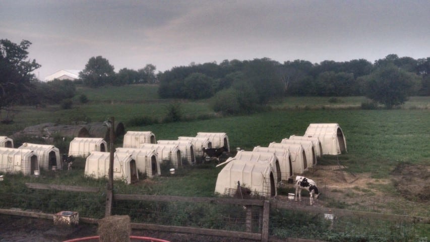 Calf Hutches in the Valley