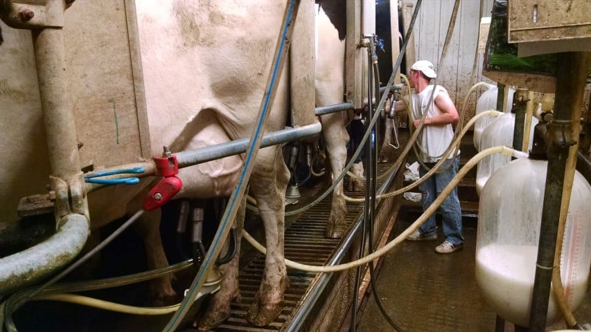 Milking Cows