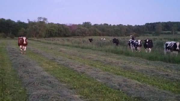Red & White Holstein Alone in Hayfield