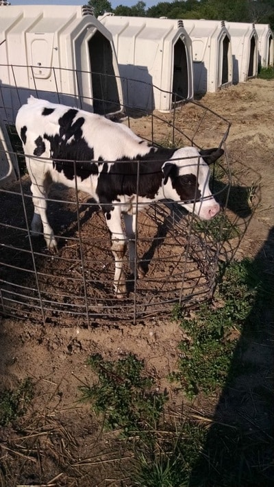 Holstein Calf