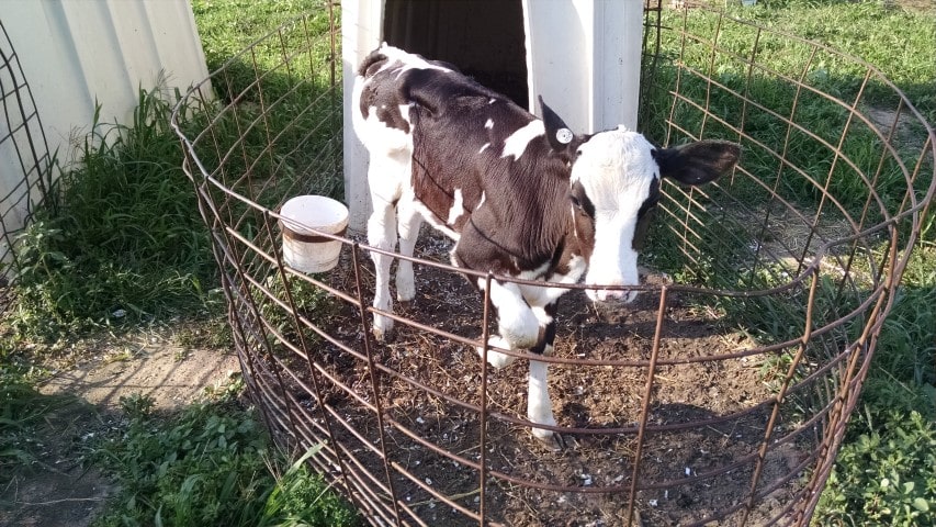 Calf in Hutch