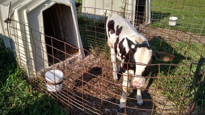 Holstein Calf