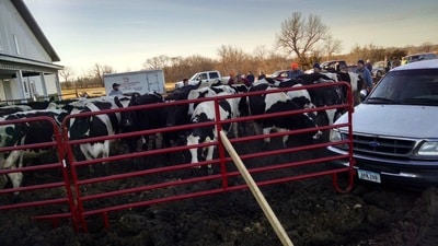 Cows waiting to go in the barn