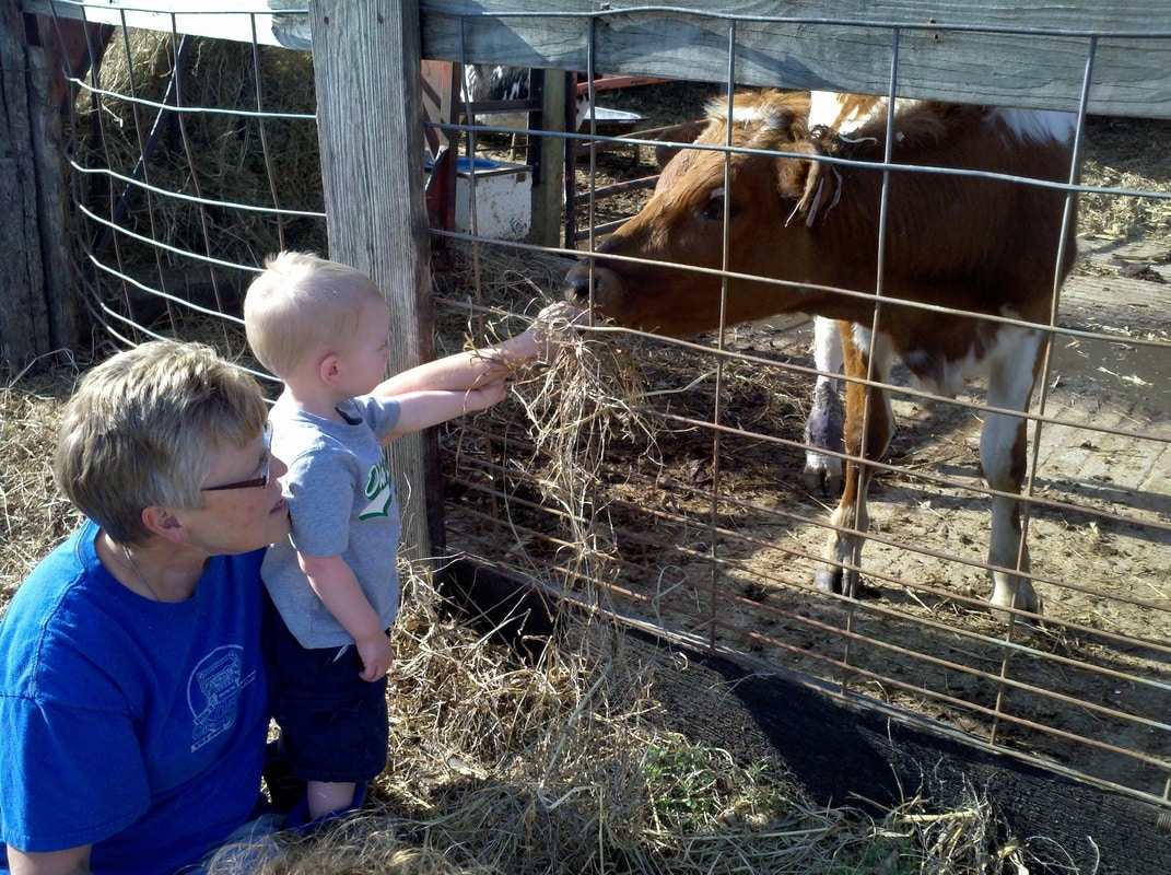 Feeding Calves Hay