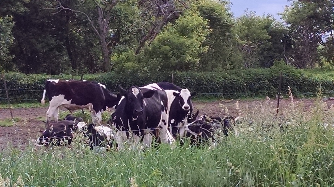 Holstein Steers