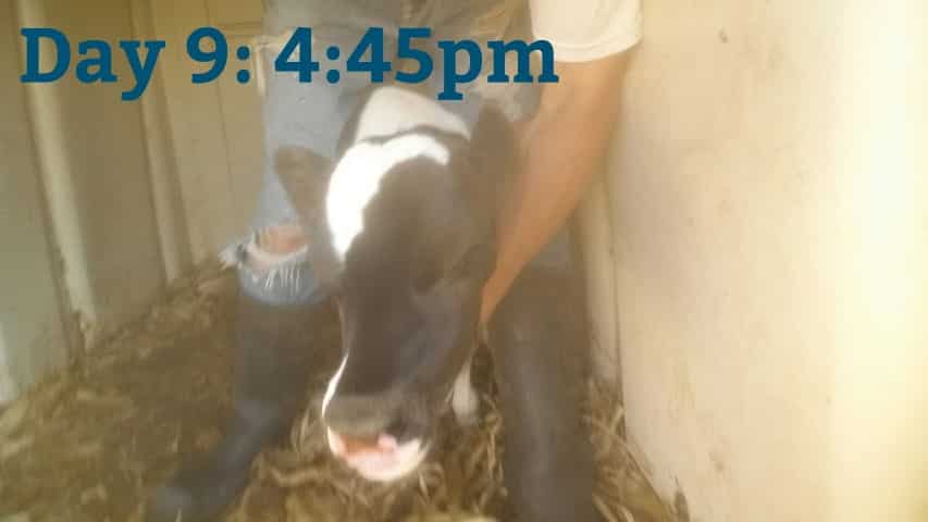 Feeding a Bottle to Premie bull calf