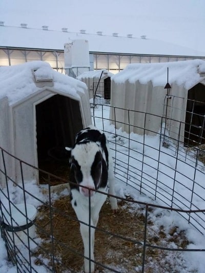 Winter Calf