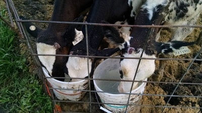 Calves Drinking Water