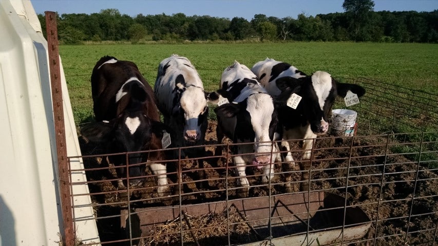 Calves in Group Hut