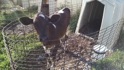 Holstein Calf