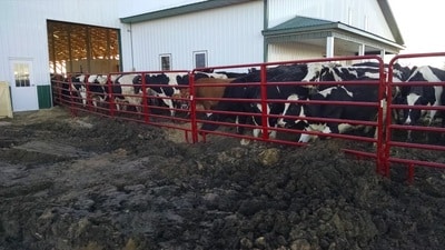Cows going into the barn