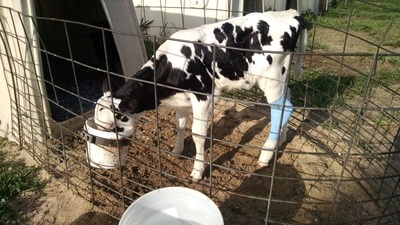 Calf Drinking Water