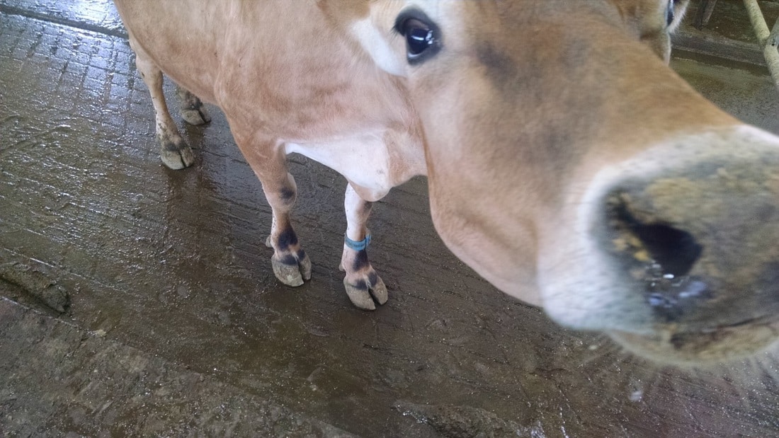 Jersey with her RFID anklet