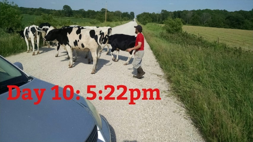 Heifers on the Road