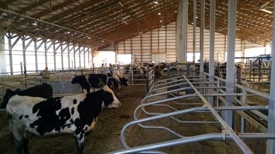 Cows in the barn for the first time