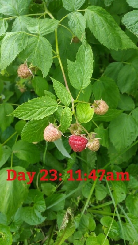 First Raspberries of the Season