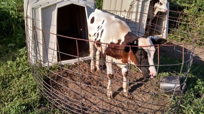 Holstein Calf