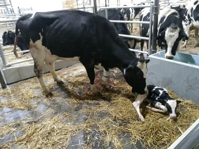 New Calf Born