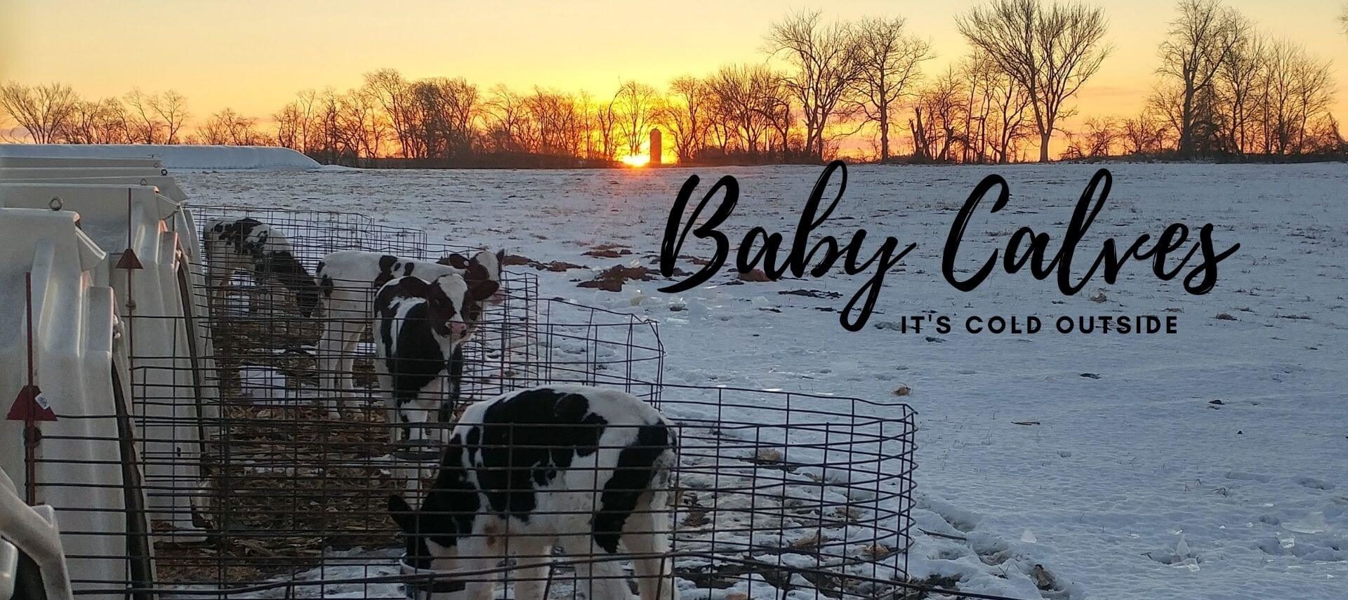 calves in huts drinking milk with the sunrising behind them and snow on the ground