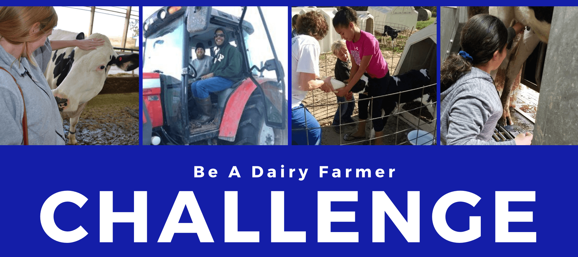 woman petting cow, man riding in tractor, kids bottle feeding a calf, girl milking a cow